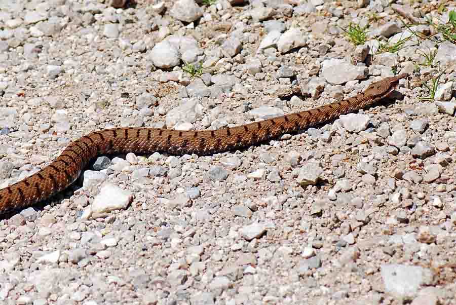 Vipera aspis francisciredi?